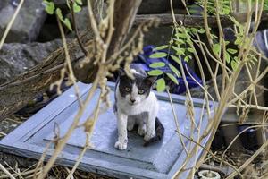 gatti abbandonati per strada foto