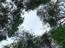 vista verde delle cime degli alberi dal basso in una foresta 2 foto