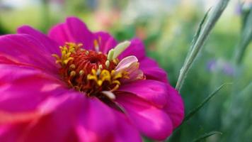 zinnia rosa che fiorisce in giardino, primo piano del fiore foto