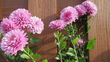 crisantemi rosa, primo piano del fiore foto