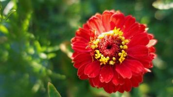 zinnia rossa che fiorisce in giardino, primo piano del fiore foto