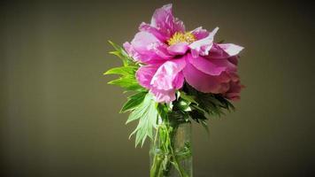 peonia rosa in un vaso, decorazione domestica foto