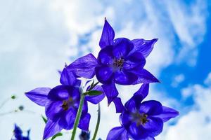 vista dal basso di fiori di campanula viola. fiori selvatici contro il cielo blu. foto