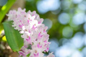 bellissimo piccolo fiore di orchidea rosa nel giardino di orchidee in inverno o in primavera. fiore di orchidea per la bellezza delle cartoline e il design agricolo, in forte espansione sullo sfondo sfocato della natura, punto di messa a fuoco selettiva foto