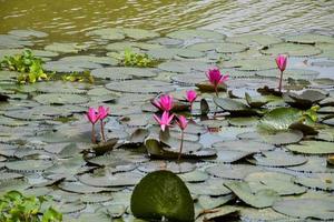 campo rosa fiore di loto petali in fiore bellezza natura in acqua foto