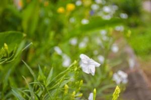 fioritura bianca della petunia selvaggia della campanula messicana foto