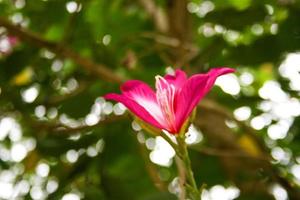 fiore rosa che fiorisce sfocatura morbida e luce bokeh foto