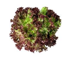 lattuga di corallo rosso su sfondo bianco, motivo a foglie verdi, ingrediente per insalata foto
