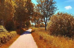 bella vista panoramica su un paesaggio autunnale dorato trovato in europa foto