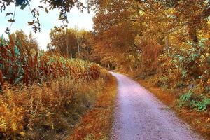 bella vista panoramica su un paesaggio autunnale dorato trovato in europa foto