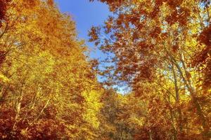 bella vista panoramica su un paesaggio autunnale dorato trovato in europa foto