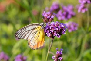 farfalla colorata sul fiore di verbena foto