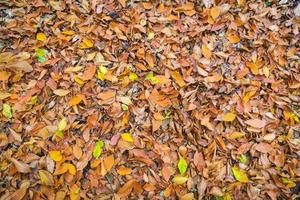 foglie che cadono sul pavimento foto