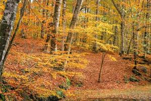 foresta nel parco nazionale di Yedigoller, in Turchia foto