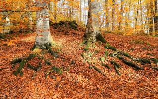 radice dell'albero nel parco nazionale di Yedigoller, in Turchia foto