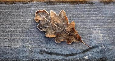 foglia congelata ricoperta di ghiaccio foto