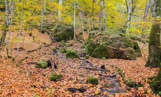 vapore nel parco nazionale di Yedigoller, in Turchia foto