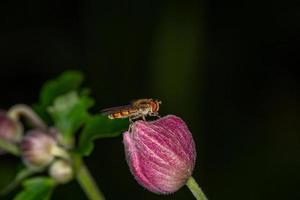 la marmellata di hoverfly raccoglie il polline sulla fotografia macro di fiori rosa. episyrphus balteaus insetto sulla fotografia del giardino di boccioli di fiori rossi. foto