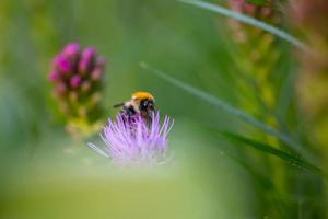 bumblebee raccoglie il polline su un fiore viola di liatris in una giornata estiva. bombus seduto sulla fotografia macro di fiori di cardo. foto