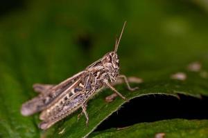 cavalletta di campo comune seduta su una fotografia macro di foglia verde in estate. cavalletta marrone seduta su una pianta nella soleggiata giornata estiva foto ravvicinata.