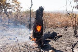 i resti carbonizzati di un incendio di sterpaglia forse incendio doloso vicino alla riserva indiana di karriri-xoco e tuxa nella sezione nord-ovest di brasilia, brasile foto