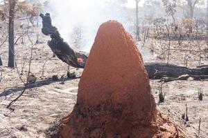 i resti carbonizzati di un incendio di sterpaglia forse incendio doloso vicino alla riserva indiana di karriri-xoco e tuxa nella sezione nord-ovest di brasilia, brasile foto