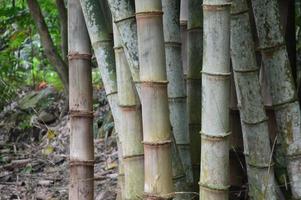 i bambù naturali foto