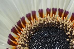 grandi fiori bianchi di venidium primo piano. parti degli stami dei fiori e del polline dei pistilli. foto