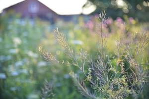 erba di campo colorata alla luce del sole al tramonto. erbe medicinali nel prato. bella erba. foto