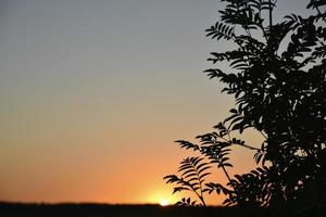 tramonto blu-arancione serale e un bellissimo orizzonte con nuvole e piante. foto