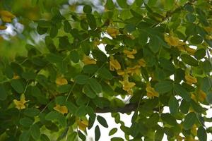 primo piano di acacia gialla o caragana arborescens in estate. foto