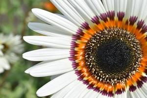 grandi fiori bianchi di venidium primo piano. parti degli stami dei fiori e del polline dei pistilli. foto