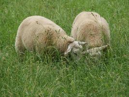 pecore su un prato in germania foto