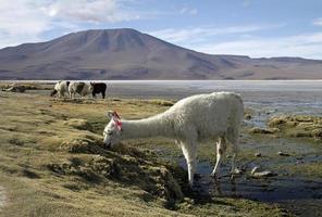 alpaca al pascolo nel bellissimo paesaggio di salar de uyuni, bolivia foto