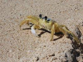 primo piano di un granchio in spiaggia a cuba foto