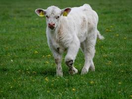 mucche bianche in Westfalia foto