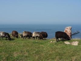 isola di Helgoland nel mare del nord foto