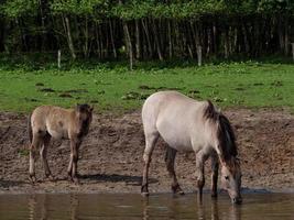 cavalli selvaggi in Westfalia foto