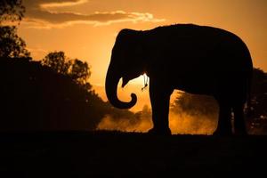 elefante asiatico nella foresta al tramonto foto