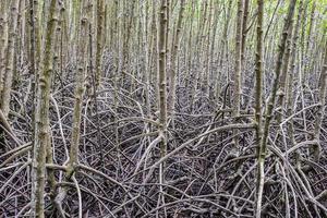 la radice per la foresta di mangrovie è abbondante nella foresta di mangrovie di rayong in Tailandia foto