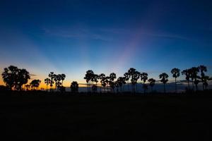 Silhouette di Toddy Palm al tramonto o al crepuscolo cielo blu dorato retroilluminazione in jasmine campo di riso campagna thailandia foto