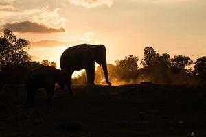 elefante asiatico nella foresta al tramonto foto