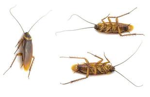 raccolta di scarafaggi del primo piano isolata su una priorità bassa bianca foto
