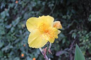 bellissimi fiori sulla montagna foto