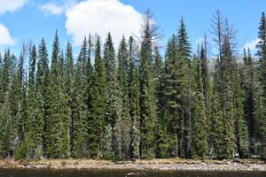 taiga impraticabile sulla riva dello yenisei foto