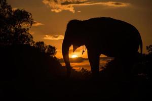 elefante asiatico nella foresta al tramonto foto