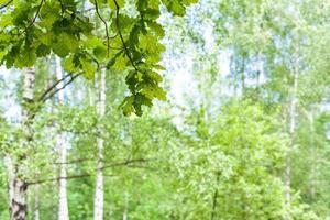 ramoscello di quercia nella foresta con sfondo sfocato foto