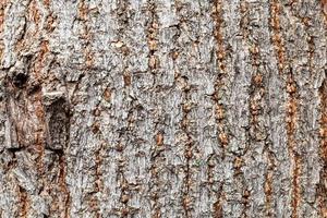 corteccia irregolare sul vecchio tronco di acero boxelder foto