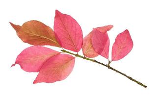 foglie rosa di euonymus arbusto sul ramo isolato foto