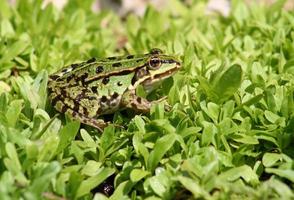 rana verde su pianta verde foto